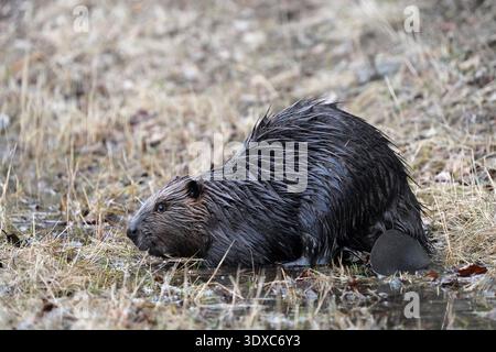 Der nordamerikanische Biber (Castor canadensis) ist eine von zwei noch existierenden Biberarten. Sie ist in Nordamerika beheimatet. Der nordamerikanische Biber ist eines der nationalen Symbole Kanadas und das offizielle Staatssäugetier von Oregon und New York.[28] nordamerikanische Biber sind auf dem Kontinent der Vereinigten Staaten, Kanada, dem südlichen Alaska und einigen Teilen Nordmexikos weit verbreitet. Quelle: C Celley / USFWS. Stockfoto