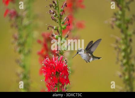 Kolibri mit Rubinkehle besuchen eine blühende Kardinalblume Archilochus colubris Lobelia cardinalis Kolibri mit Rubinkehle sind spezialisierte Hauptbestäuber für die leuchtend rote, röhrenförmige Kardinalblume, die vom Mittel- bis Spätsommer blüht. Während der Vogel seinen Schnabel in Nektar taucht, bürstet der Anther der Blume Pollen auf den Kopf, der dann auf das weibliche Stigma einer anderen, später blühenden Blume auf dem Stachel übertragen wird. Quelle: C Celley / USFWS Stockfoto