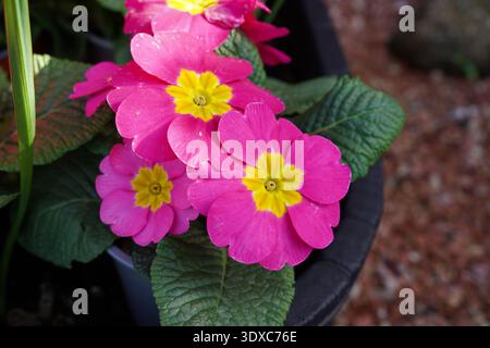 Bunte Blumen im Blumentopf. Rosafarbene und gelbe dekorative Blumen auf der Terrasse Stockfoto