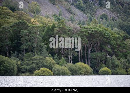 Bäume säumen das Ufer der Calfclose Bay in Derwent Water im englischen Lake District. Stockfoto