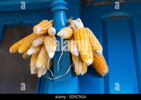 Bündel von Maiskolben hängen zum Trocknen an einer leuchtend blauen Holzsäule im Dorf Chomrong, Nepal. Stockfoto
