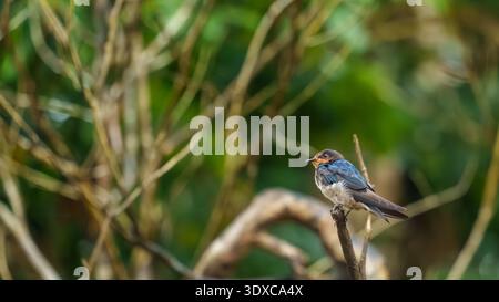 Eine pazifische Schwalbe thront auf einem dünnen Ast mit verschwommenem grünem Hintergrund und weichem Bokeh. Stockfoto