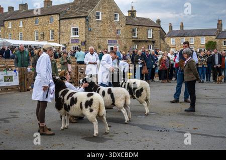 3 Jacob-Schafe (Fleckenvliese, gehörnte Tiere) stehen auf der Linie mit den zu bewertenden Landwirten (Männer und Frauen) - Masham Sheep Fair, North Yorkshire, England, Vereinigtes Königreich. Stockfoto