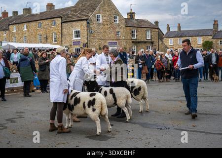 Jacob Schafe (Fleckenvliese, Schafböcke) stehen in der Schlange für die Präsentation mit Landwirten (Männer und Frauen) - Masham Sheep Fair, North Yorkshire, England, Großbritannien. Stockfoto