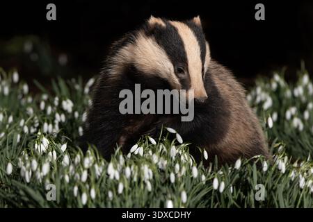 Badger in einem Stück Schneetropfen Stockfoto