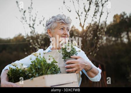 Seniorin, die im Frühling im Garten arbeitet, blühende Pflanzen hält. Porträt einer Seniorin, die im Frühjahr blühende Pflanzen hält. Modell freigegeben Stockfoto