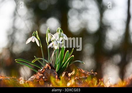 Nahaufnahme von zarten Schneeglöckchen, die zwischen braunem Laub mit weichem, verschwommenem Waldhintergrund wachsen. Saisonale Erneuerung, empfindliche Blütenblätter, Tageslicht, botanisches Detail Stockfoto