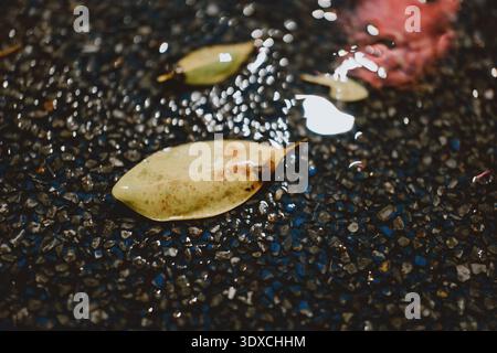 Nasses Blatt auf Asphaltstraße mit Regentropfen in städtischer Umgebung, möglicherweise in Tokio oder Seoul Stockfoto