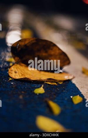 Nasse Herbstblätter auf blauer Straßenoberfläche in Shanghai, China, mit verstreuten gelben Blättern Stockfoto