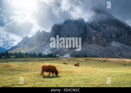 Zwei schottische Highland-Kühe weiden auf einer Bergwiese in der Nähe von Mountain Stockfoto