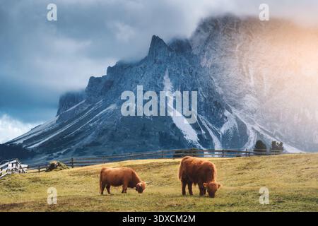 Zwei schottische Highland-Kühe weiden auf einer Bergwiese in der Nähe von Mountain Stockfoto