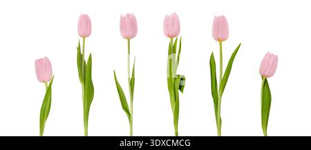 Pinkfarbene Tulpen in einer Reihe mit unterschiedlichen Höhen und Positionen, mit zarten Blütenblättern und grünen Blättern vor weißem Hintergrund Stockfoto