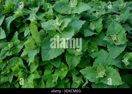 Im Frühjahr wächst im Garten die Speisepflanze Orache (Atriplex hortensis).Großaufnahme der Gartenorache (atriplex hortensis), auch bekannt als französischer Spinat, Stockfoto