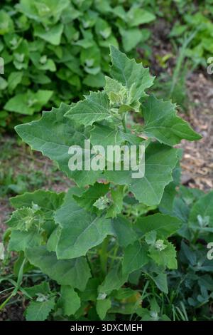 Im Frühjahr wächst im Garten die Speisepflanze Orache (Atriplex hortensis).Großaufnahme der Gartenorache (atriplex hortensis), auch bekannt als französischer Spinat, Stockfoto