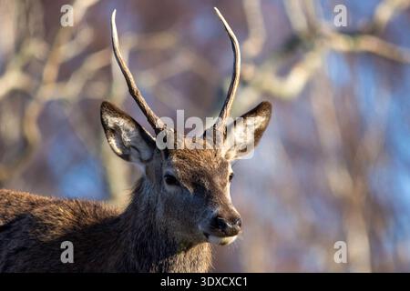 Unreife Rotwild (Cervus elaphus), im Highland Wildpark in Schottland. Stockfoto