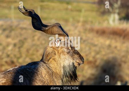 Der Schürhor (Capra falconeri), der in Gefangenschaft im Highland Wildlife Park in Schottland gefangen wurde. Es ist das Nationaltier Pakistans. Stockfoto