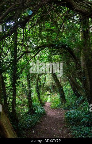 Der South West Coast Path führt durch das Naturschutzgebiet Kemyel Crease, Penwith Peninsula, Cornwall, England Stockfoto