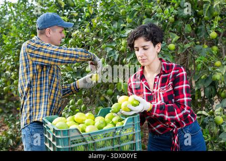 Qualifizierte männliche und weibliche Ernte von Zitronen im Obstgarten oder auf dem Bauernhof im Herbst Stockfoto