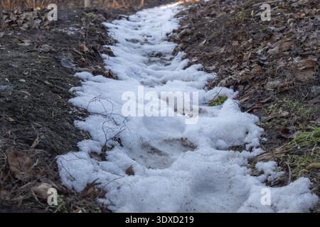Schmelzender Schneepfad im Frühjahr - saisonale Übergangslandschaft. Stockfoto