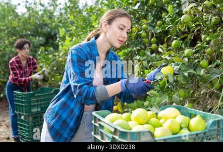 Porträt einer professionellen jungen Gärtnerin, die reife Zitronen in der Frühjahrssaison pflückt. Reife Zitronen hängen am Baum. Stockfoto