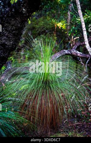 Grasbaum (Xanthorrhoea sp) wächst im Cooloola National Park, Queensland, Australien Stockfoto