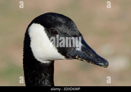 Canada Goose, Branta canadensis, Porträt Stockfoto