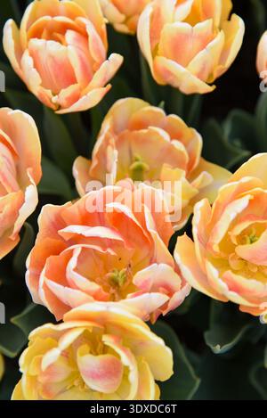 Vertikale Nahaufnahme von weichen Pfirsich- und Aprikosen-Doppellulpen mit zartem rosa-roten Adern und cremefarbenen Blütenblatträndern, dunkles Laub. Stockfoto