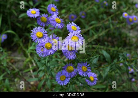 Großaufnahme eines Bündels von lila blühenden Erigeron speciosus, mit einem grünen Blatt im Hintergrund.Erigeron - Feld der blühenden lila Garten fleabane fl Stockfoto