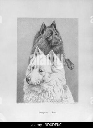 Eine detaillierte Schwarz-weiß-Illustration aus dem 1890 erschienenen „Illustrirtes Muster Hunde-Buch“ zeigt zwei verschiedene Spitz-Hunderassen nebeneinander Stockfoto