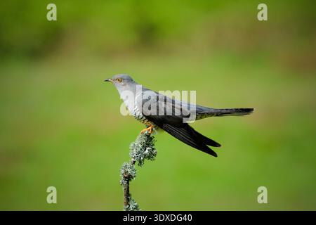Männlicher Kuckuck Thursley Common Surrey Stockfoto