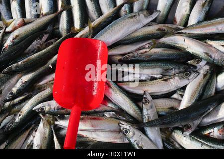 Frische Fischsammlung am frühen Morgen auf dem Markt Stockfoto