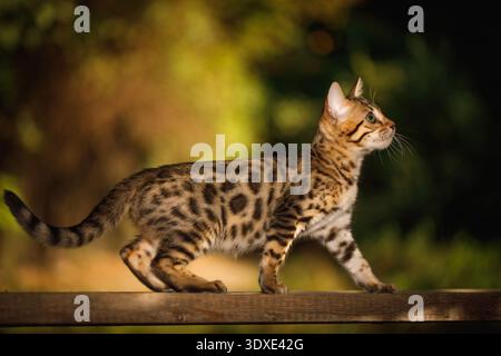 Nahaufnahme Bengalen Kätzchen verspielt an Bord in Seitenansicht, naturgrüner Hintergrund Stockfoto
