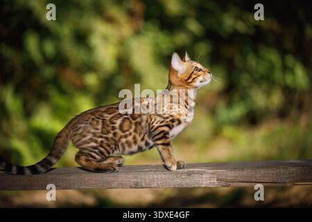 Kleine bengalkatze, die die Natur erkunden kann, während sie auf Holzbrettern im sonnigen Garten sitzt Stockfoto