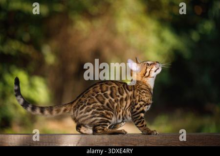 Niedliche Pedigree Katze mit Leopardenflecken, die im Sommergarten unter Sonnenlicht auf hölzernem Boden sitzen Stockfoto