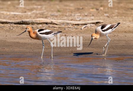 Zwei amerikanische Avocets, die an einem sonnigen Frühlingstag am Ufer des Sees im Cherry Creek State Park in Colorado unterwegs sind. Stockfoto