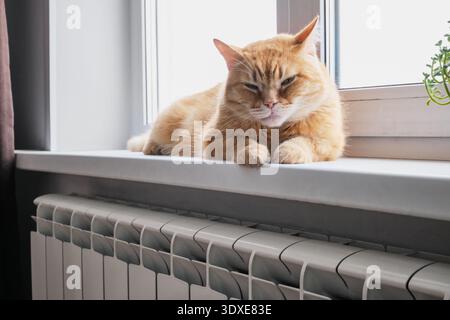 Ingwerkatze auf der warmen Fensterbank über dem Kühler. Winterliches Wärmekonzept Stockfoto