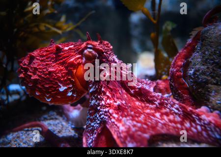 Der Riesen-Pazifik-Oktopus im Aquarium of the Pacific in Long Beach, Kalifornien. Stockfoto