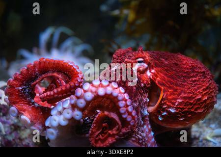 Der Riesen-Pazifik-Oktopus im Aquarium of the Pacific in Long Beach, Kalifornien. Stockfoto