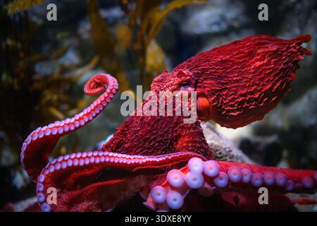 Der Riesen-Pazifik-Oktopus im Aquarium of the Pacific in Long Beach, Kalifornien. Stockfoto