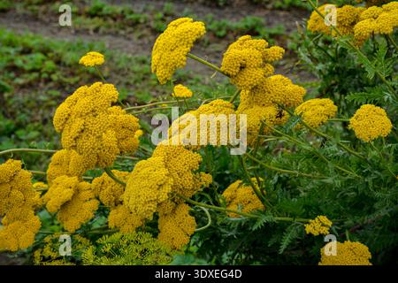 Goldene gelbe Schafgarbe Blumen in voller Blüte in einem Garten. Nahaufnahme der gelben Blumen von achillea Mondschein Schafgarbe Pflanze mit Bokeh Hintergrund. Stockfoto
