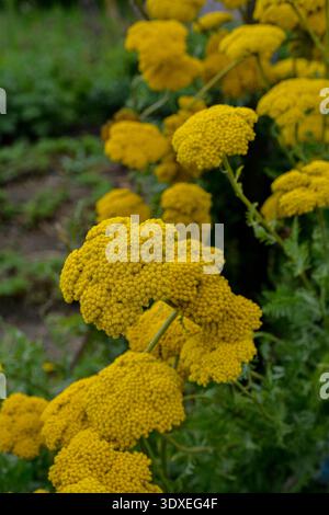 Goldene gelbe Schafgarbe Blumen in voller Blüte in einem Garten. Nahaufnahme der gelben Blumen von achillea Mondschein Schafgarbe Pflanze mit Bokeh Hintergrund. Stockfoto