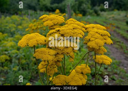 Goldene gelbe Schafgarbe Blumen in voller Blüte in einem Garten. Nahaufnahme der gelben Blumen von achillea Mondschein Schafgarbe Pflanze mit Bokeh Hintergrund. Stockfoto