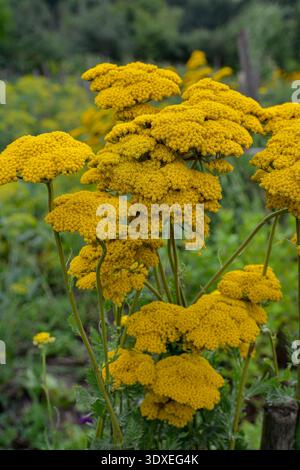Goldene gelbe Schafgarbe Blumen in voller Blüte in einem Garten. Nahaufnahme der gelben Blumen von achillea Mondschein Schafgarbe Pflanze mit Bokeh Hintergrund. Stockfoto