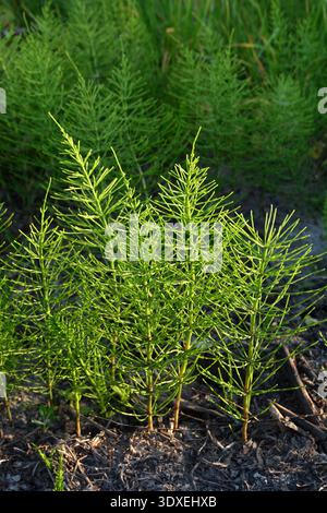 Heilpflanze Equisetum arvense in der Wildkräuterwiese. Auf der Wiese unter den Wildkräutern wächst Schachtelhalm (Equisetum). Stockfoto