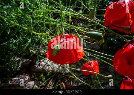 Nahaufnahme von Papaver Rhoeas mit Hintergrund von Feldern und blauem Himmel am Gardasee in Torri Del Benaco Verona Veneto Italien Stockfoto