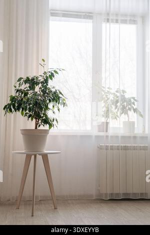 Grüner Ficus-Baum auf dem Nachttisch schafft frische Ästhetik im Raum, natürliches Licht kommt vom Fenster. Umweltfreundlicher Lebensstil Stockfoto