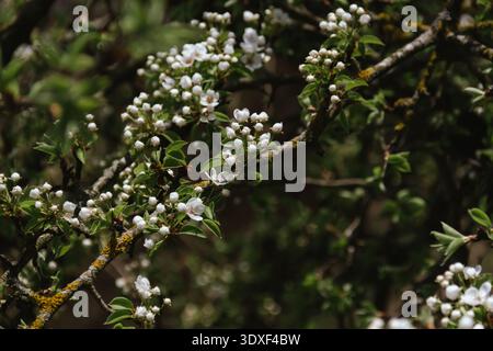 Federkonzept. Kirschblüten auf verschwommenem Hintergrund. Stockfoto