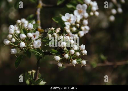 Federkonzept. Kirschblüten auf verschwommenem Hintergrund. Stockfoto