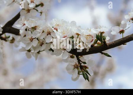 Federkonzept. Kirschblüten auf verschwommenem Hintergrund. Stockfoto