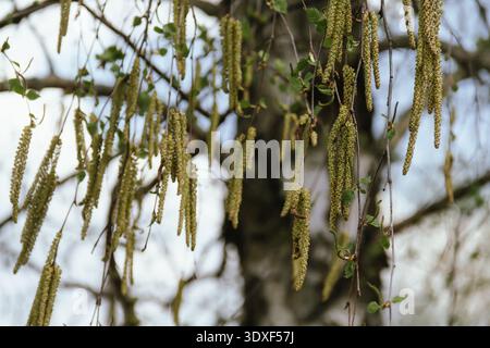 Birkenkätzchen auf Zweig ohne Blätter auf blauem Himmel Hintergrund. Birke catkin als Allergieauslöser, Banner. Stockfoto